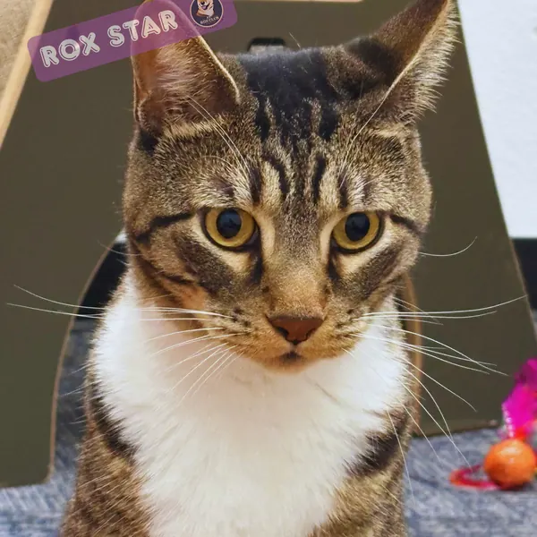 Rox Star: brown tabby cat with white chest at K9 Rox Club